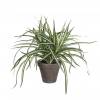 Artificial Plant - Dracaena - MICA