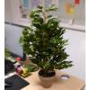 Artificial Plant - Ficus exotica - MICA