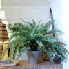 Artificial Plant - Boston Swordfern - MICA