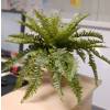 Artificial Plant - Boston Swordfern - MICA