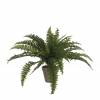 Artificial Plant - Boston Swordfern - MICA