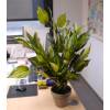 Artificial Plant - Hosta - MICA