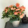 Artificial Plant - Pink Salmon Begonia - MICA