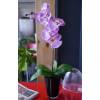 Artificial Plant - Purple Phalaenopsis - MICA