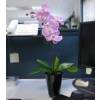 Artificial Plant - Purple Phalaenopsis - MICA