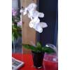 Artificial Plant - White Phalaenopsis - MICA