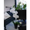 Artificial Plant - White Phalaenopsis - MICA