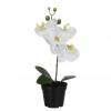 Artificial Plant - White Phalaenopsis - MICA