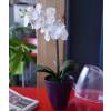 Artificial Plant - White Phalaenopsis - MICA