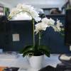 Artificial Plant - Creamy Phalaenopsis - MICA
