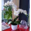 Artificial Plant - Creamy Phalaenopsis - MICA