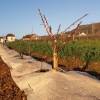 Mulch-fabric, Hemp and flax - Hedges