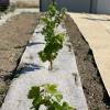 Mulch-fabric, Hemp and flax - Hedges