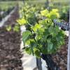 Mulch-fabric, Hemp and flax - Hedges