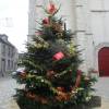 Christmas tree, Nordmann fir