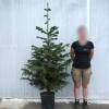 Christmas tree, Nordmann fir