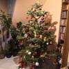 Christmas tree, Nordmann fir