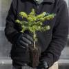 Christmas Tree - Nordmann Fir plug plant