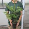 Christmas Tree - Nordmann Fir in 1L pot