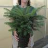 Christmas Tree - Nordmann Fir in 3L pot