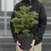Christmas Tree - Nordmann Fir in 3L pot