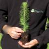 Christmas Tree - Maritime Pine plug plant