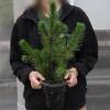 Christmas Tree - Dwarf Mugo Pine in 1L pot