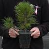 Christmas Tree - Lace back Pine in 1L pot