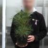Christmas Tree - Lace back Pine in 3L pot