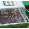 Heated mini-greenhouse for seedlings - Nortne