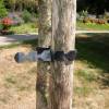 Super Soft Tree Ties - L36 cm