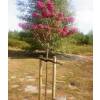 Pine stake  Height 200 cm