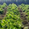 Forest mulching