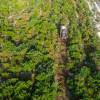 Forest mulching