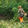 Forest brushing