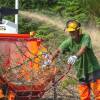 Forest brushing