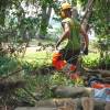Forest brushing