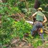 Forest brushing