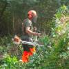 Forest brushing