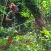 Forest brushing