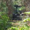 Forest brushing
