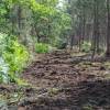 Forest brushing