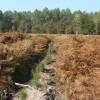Cleaning young plantation forests