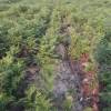 Cleaning young plantation forests