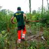 Cleaning young plantation forests