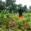 Cleaning young plantation forests