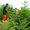 Cleaning young plantation forests