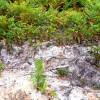 Cleaning young plantation forests