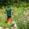 Cleaning young plantation forests