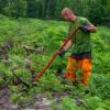 Cleaning young plantation forests